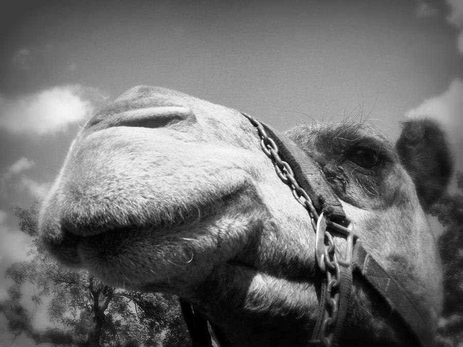 Captivating Camel Photograph by Lora Mercado