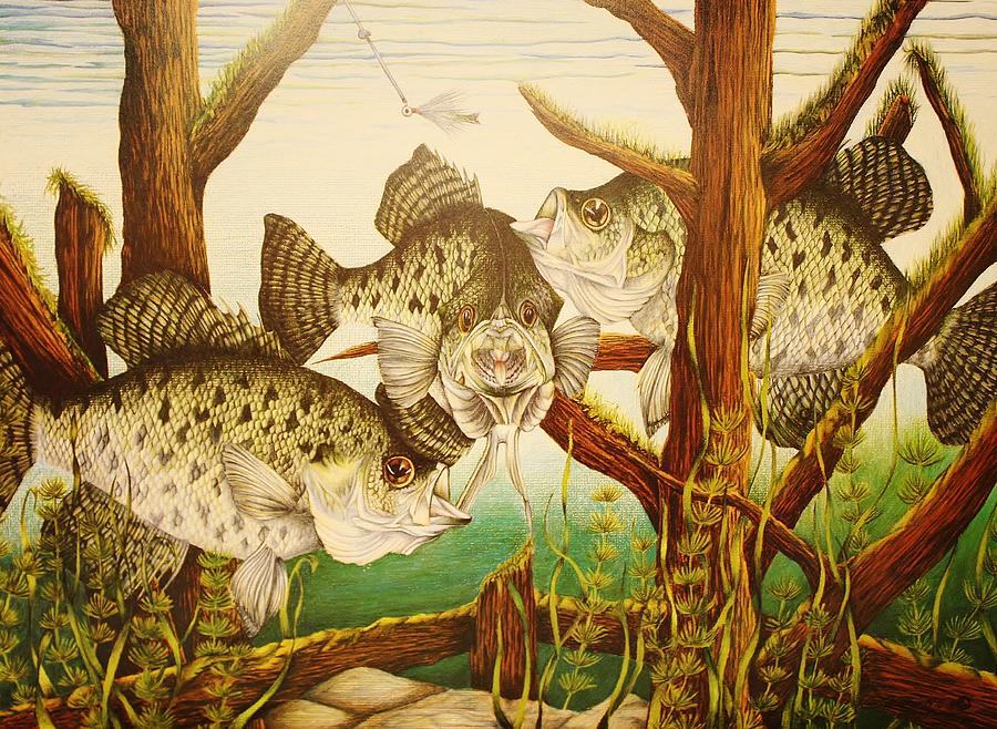 Captivating Crappies Drawing by Bruce Bley