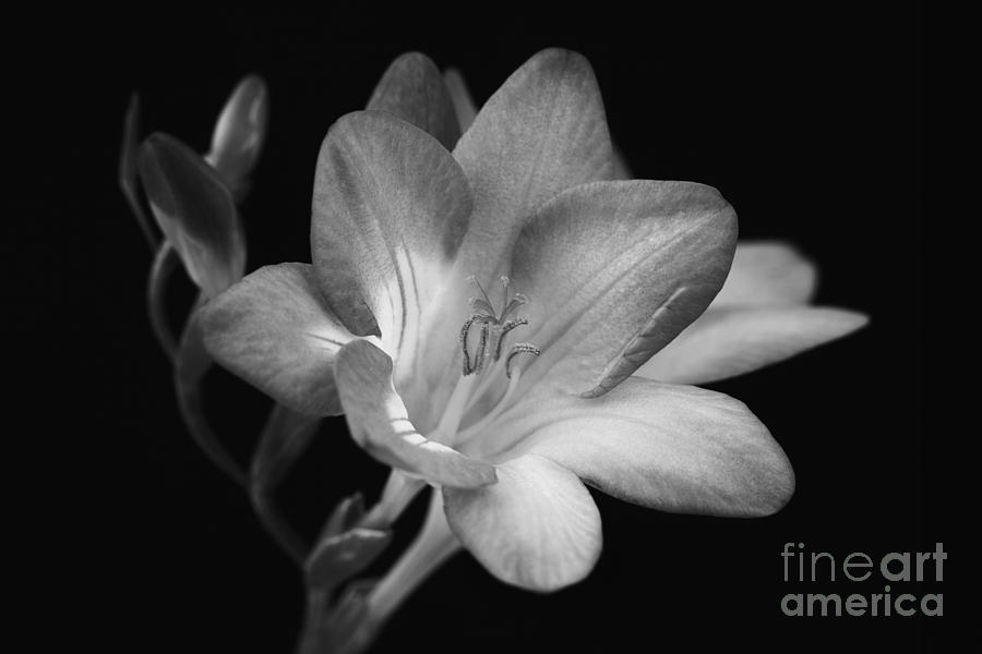 Abstract Photograph - Captivating In Black And White by Terry Ellis
