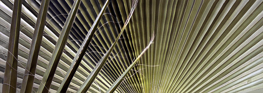 Captivation - Palm Leaf Photograph