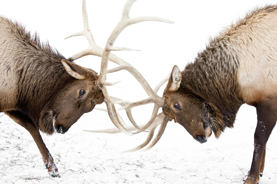 Wildlife Photograph - Captive A Pair Of Large Rocky Mountain by Doug Lindstrand