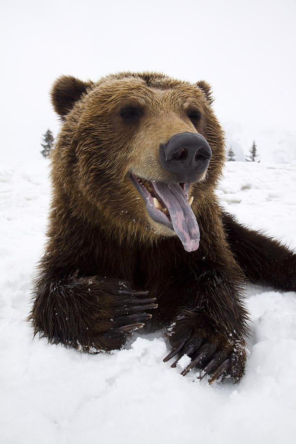 Captive Brown Bear Resting In Snow At Photograph By Doug Lindstrand