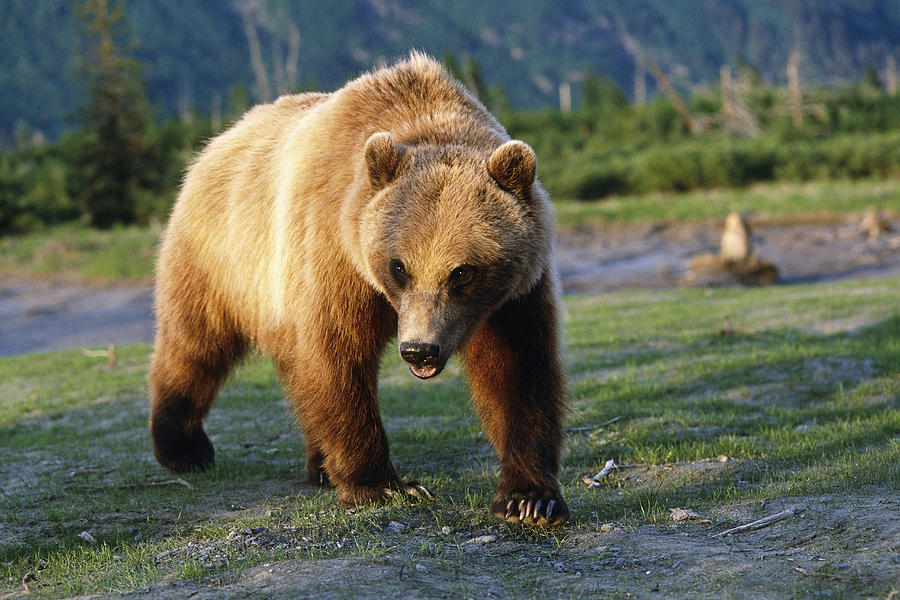 Summer Photograph - Captive Brown Bear Walking by Doug Lindstrand