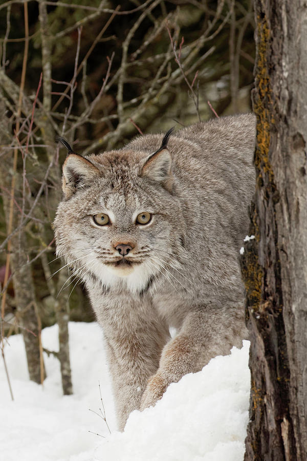 Captive Canada Lynx Or Canadian Lynx Photograph by Adam Jones Captive Canada Lynx Or Canadian Lynx Photograph by Adam Jones