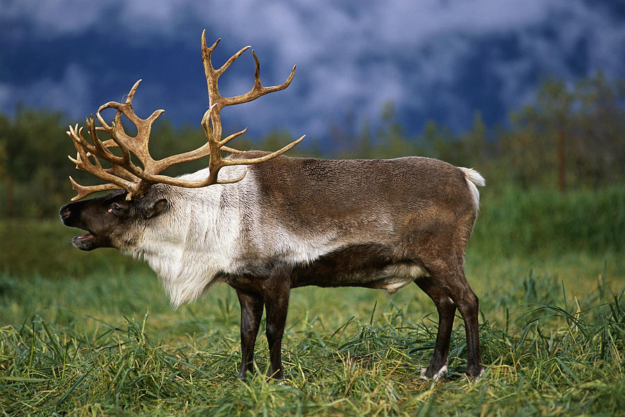 Captive Caribou At Alaska Wildlife Photograph by Doug Lindstrand