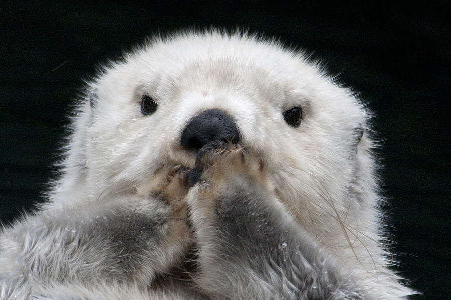 Captive Close Up Of A Sea Otter Photograph by Mark Newman