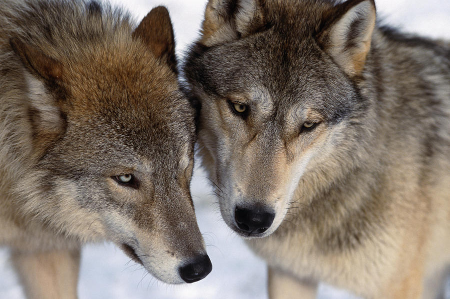 Captive Close Up Wolves Interacting Photograph by Steven Kazlowski ...