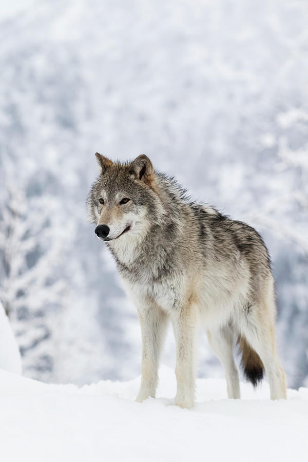 Captive  Female Tundra Wolf In Snow Photograph by Doug Lindstrand