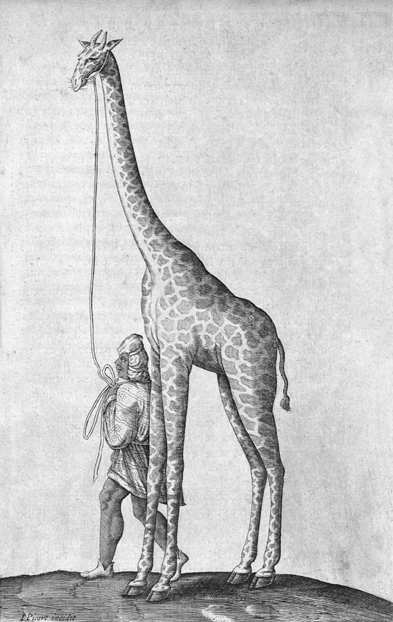 Wildlife Photograph - Captive giraffe, 17th century by Science Photo Library