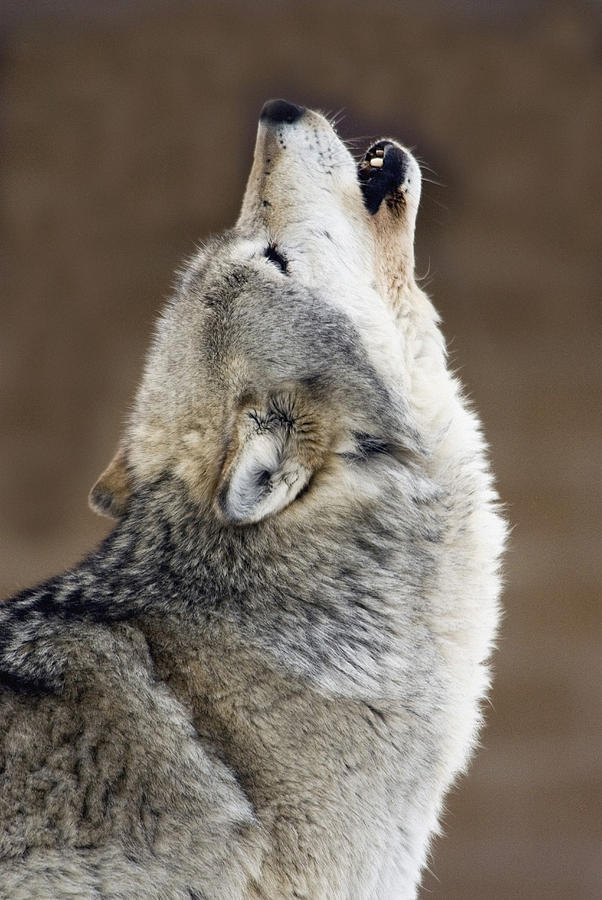 Captive Gray Wolf Howling Photograph by Mark Newman