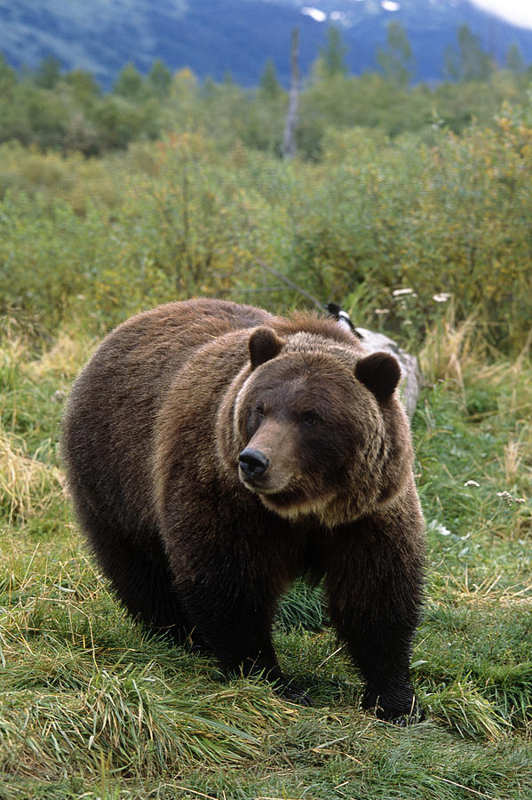 Wildlife Photograph - Captive Grizzly Bear At The Alaska by Doug Lindstrand