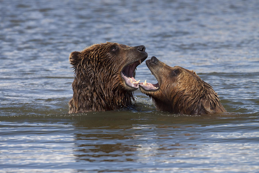 Captive Grizzly Bears Playing In The Photograph by Doug Lindstrand - Pixels