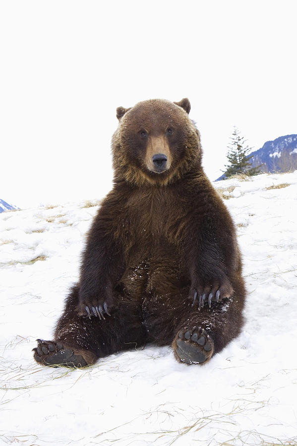 Captive Grizzly During Winter Sits Photograph by Doug Lindstrand