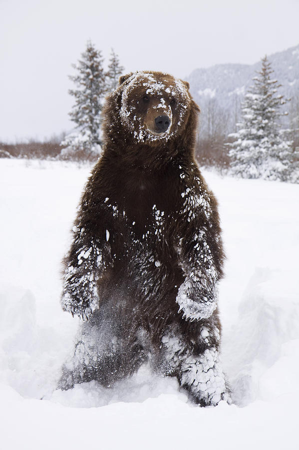 Captive Grizzly Stands On Hind Feet Photograph by Doug Lindstrand