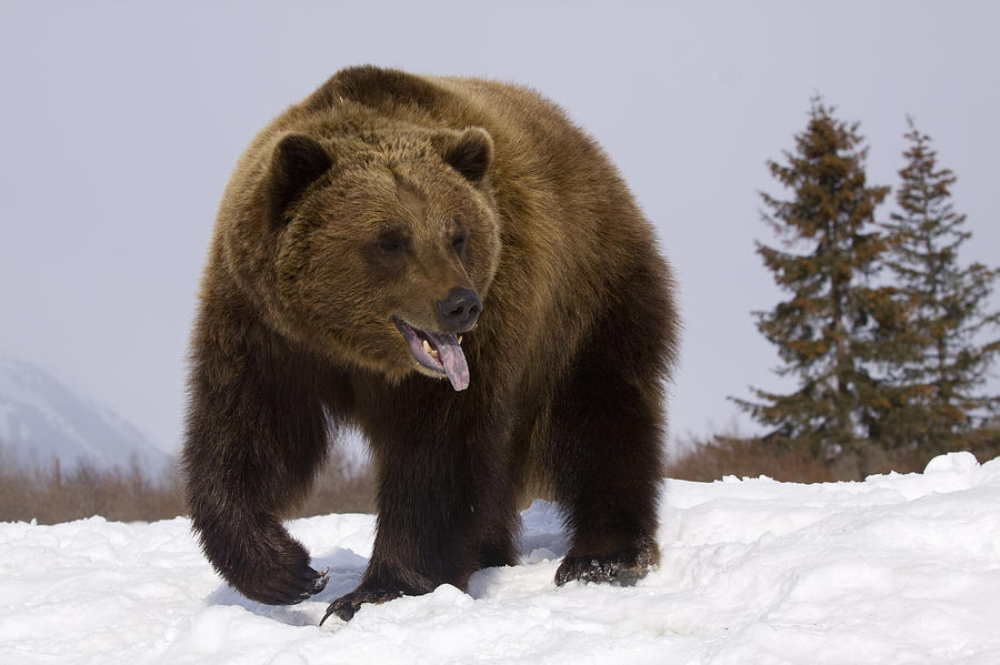 Captive Grizzly Stands On Snow During Photograph by Doug Lindstrand ...