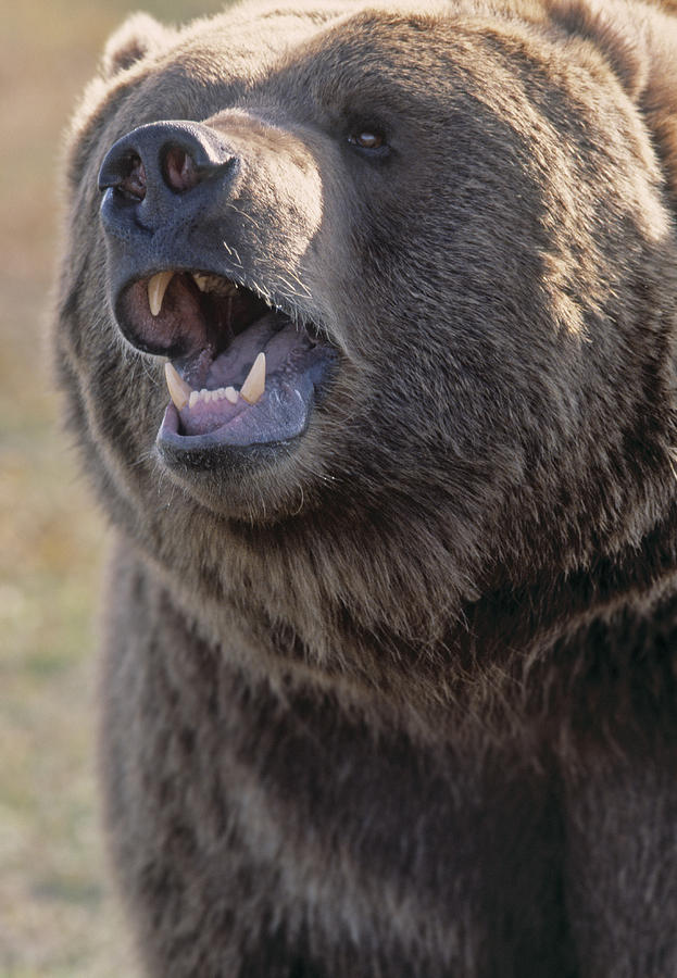 Animal Photograph - Captive Kodiak Grizzly Bear by Darwin Wiggett