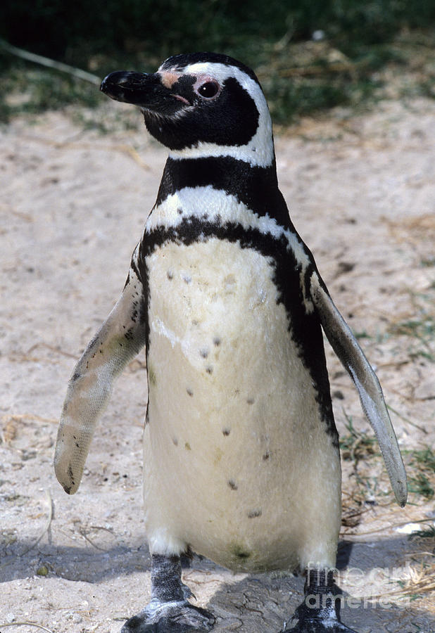 Captive Magellanic Penguin Photograph by William H. Mullins