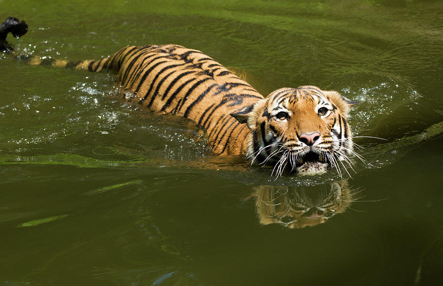 Captive Malayan Tiger Panthera Tigris Photograph by Anders Blomqvist