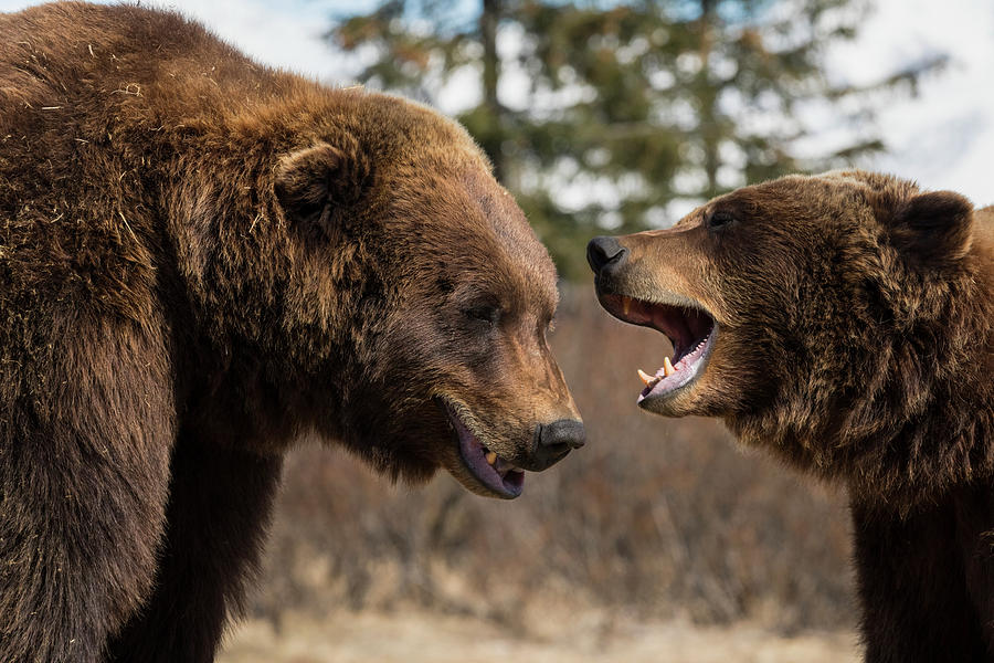 Captive  Male And Female Brown Bears Photograph by Doug Lindstrand