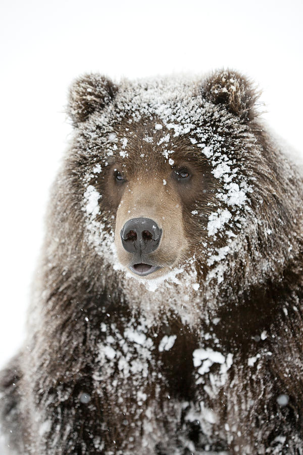 Captive Male Brown Bear With A Frosty Photograph by Doug Lindstrand