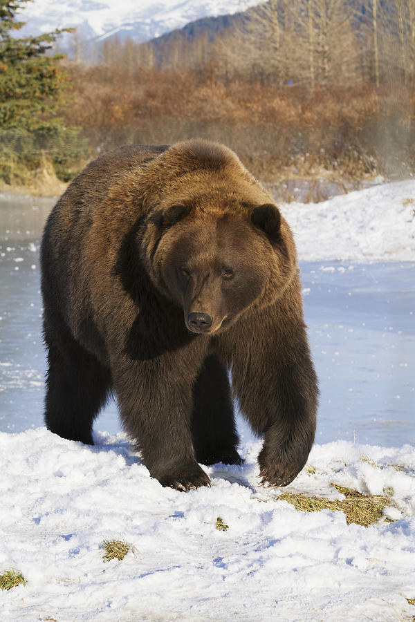 Captive Mature Brown Bear Walking Photograph by Doug Lindstrand