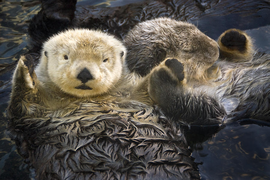 Nature Photograph - Captive Two Sea Otters Holding Paws At by Tom Soucek
