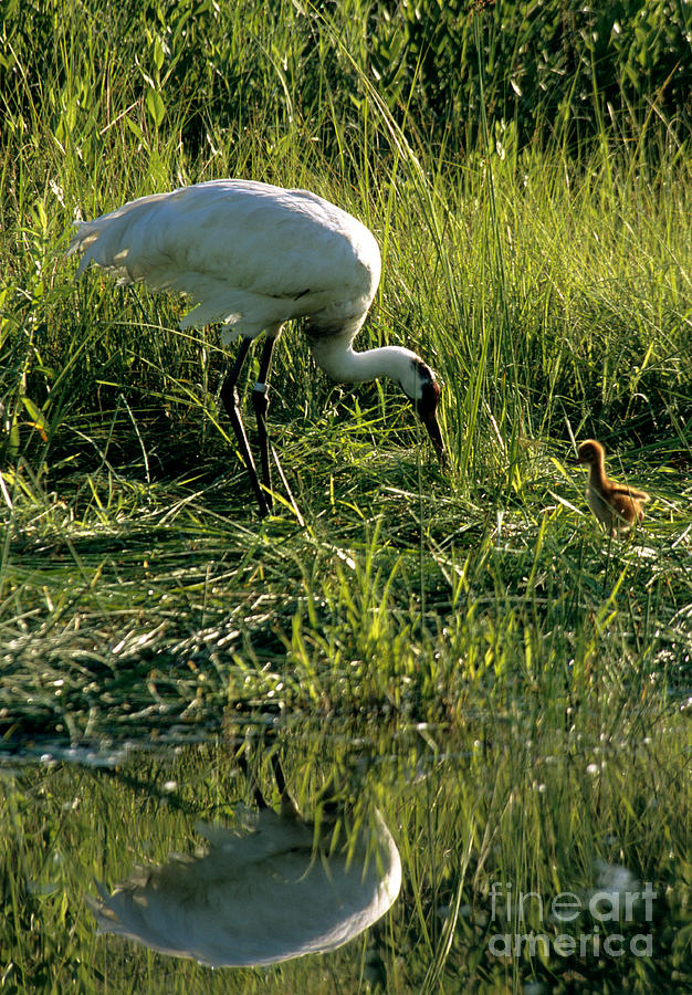 Captive Whooping Crane With Chick Photograph by William H. Mullins