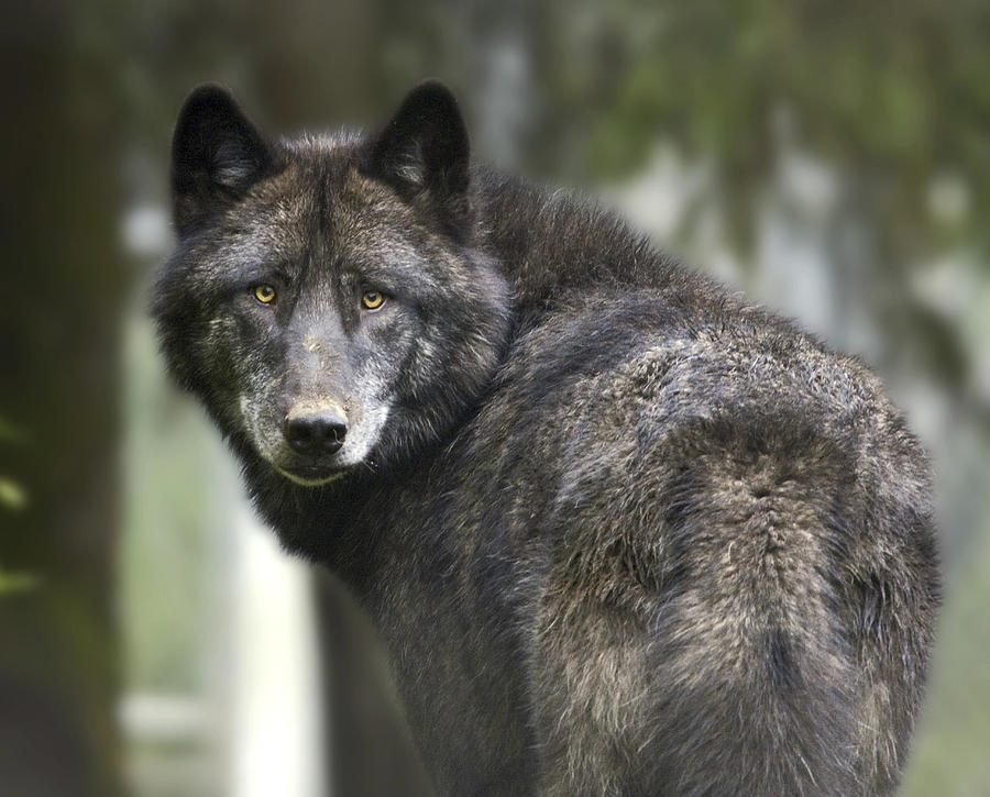 Captive Wolf At The Alaska Zoo Photograph