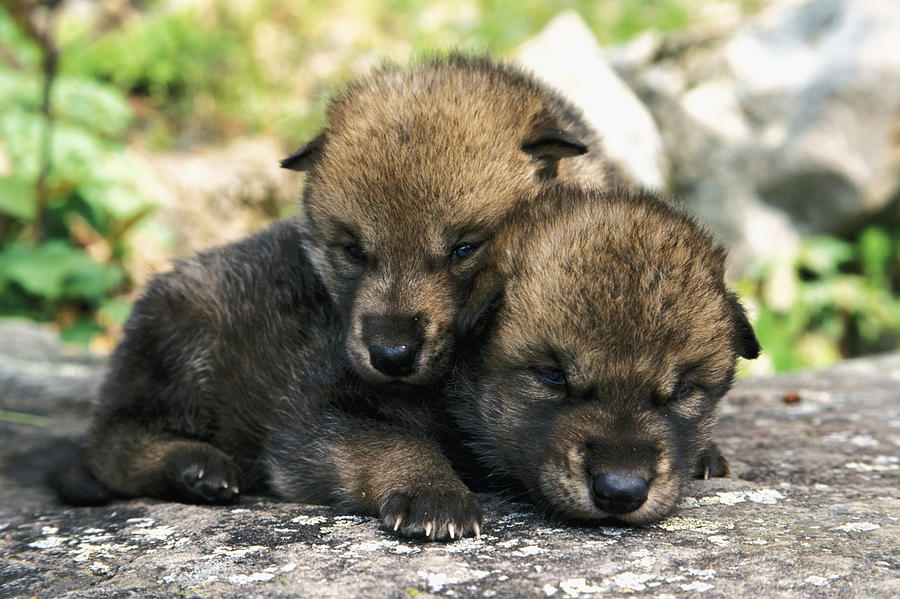 Captive Wolf Pups On Rock Minnesota by Michael DeYoung