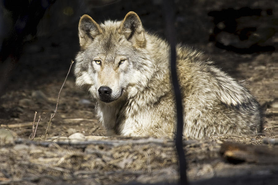 Captive Wolf Rests At The Alaska Zoo Photograph