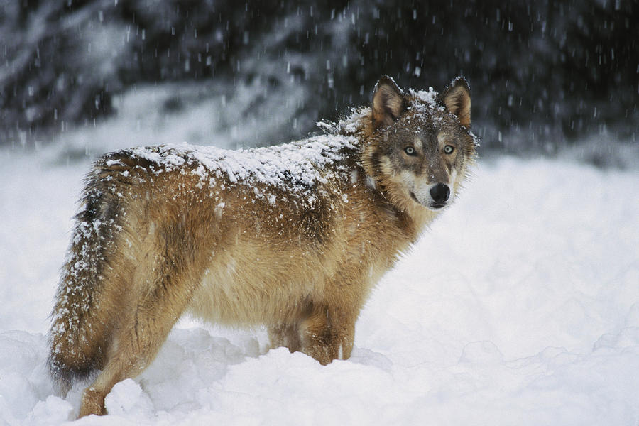 Captive Wolf Standing Covered In Snow Photograph by Steven Kazlowski ...