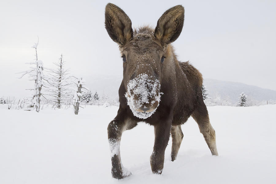 Moose Photograph - Captive Young Bull Moose In Deep Snow by Doug Lindstrand