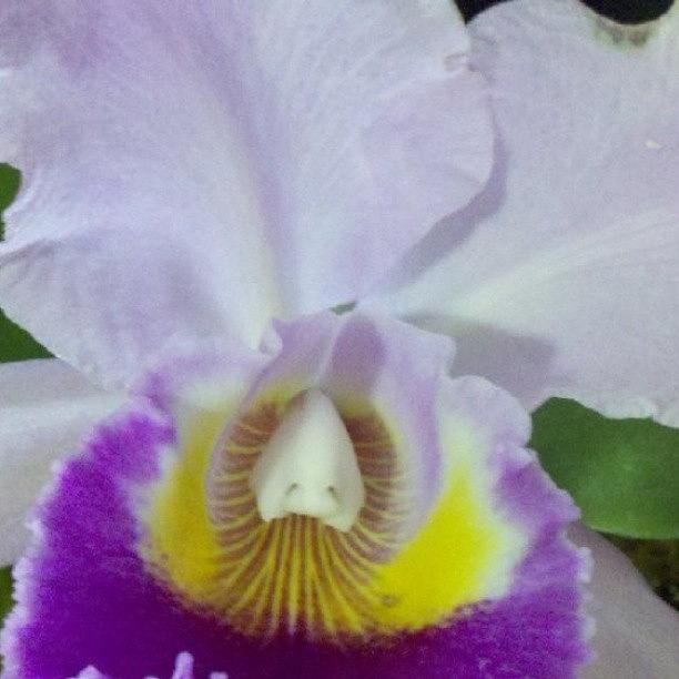 Capture Beauty Of Orchid Photograph by Ashley Flowers