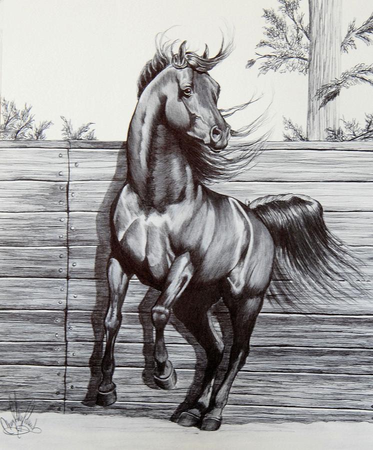 Horse Drawing - Captured at Last by Cheryl Poland