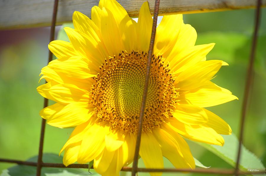 Sunflower Photograph - Captured by Maria Urso