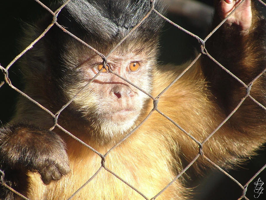 Wildlife Photograph - Captured Monkey by Brooke Fuller