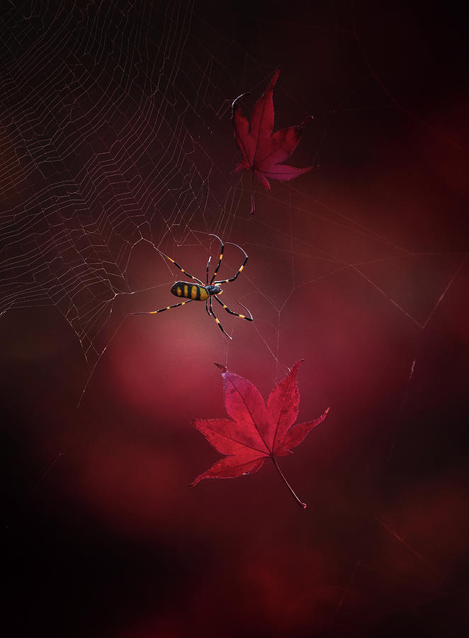 Spider Photograph - Captured Red by Takashi Suzuki