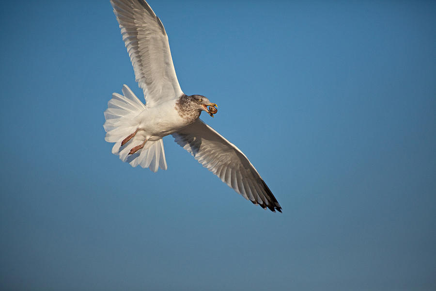 Bird Photograph - Captured Treat by Karol Livote