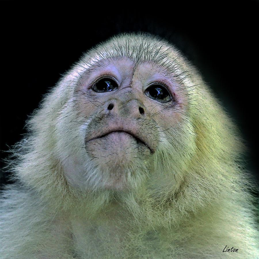 Capuchin Closeup Digital Art by Larry Linton