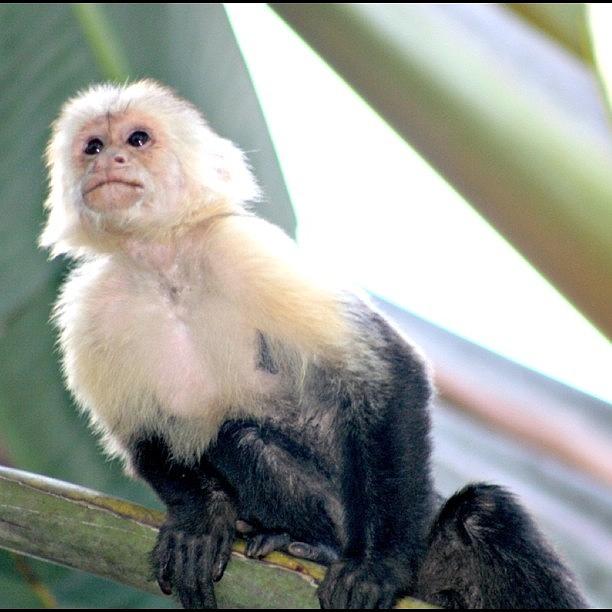 Monkey Photograph - #capuchin #monkey #cahuita #costarica by Kayla  Pearson