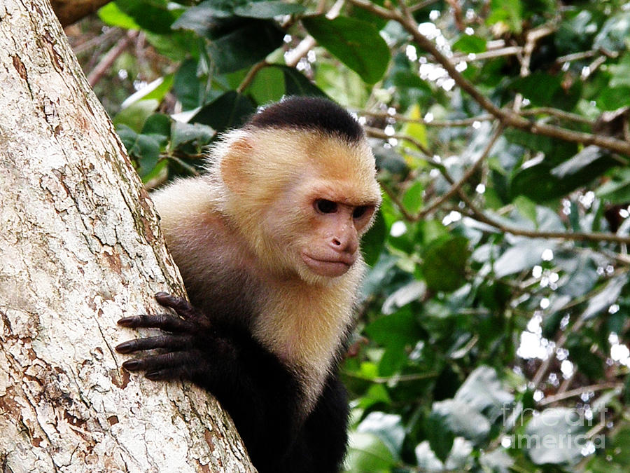 Capuchin Monkey Photograph by DejaVu Designs