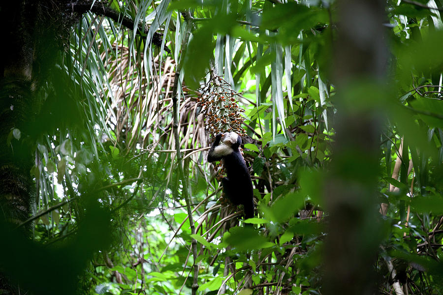 Manuel Antonio National Park Photograph - Capuchin Monkey Eating Fruits by Larry Westler