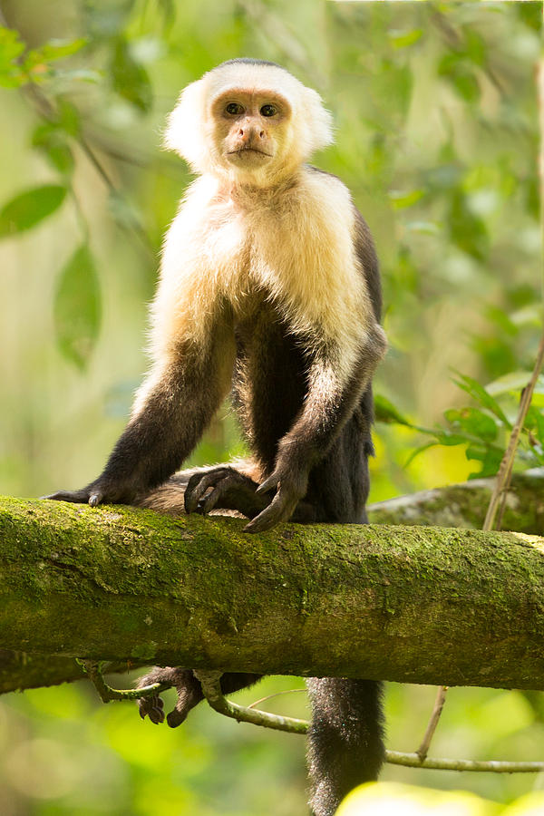 Capuchin Monkey in Costa Rica Photograph by Natural Focal Point Photography