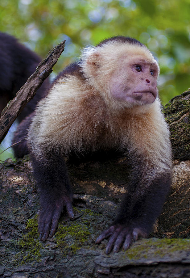 Capuchin 04 Photograph by Teri Garrison-Kinsman