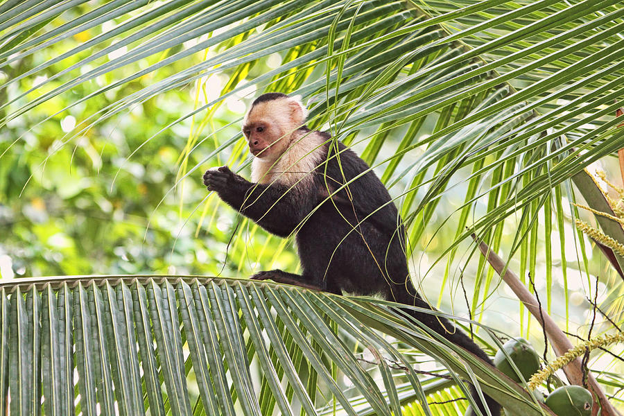 Capuchin Monkey on a Palm Tree Photograph by Peggy Collins