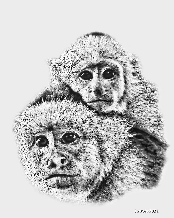 Capuchin Mother And Young Digital Art by Larry Linton
