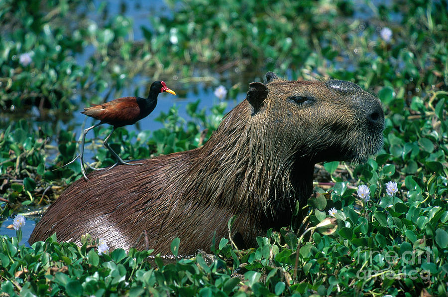 Animal Photograph - Capybara and Jacana by Francois Gohier