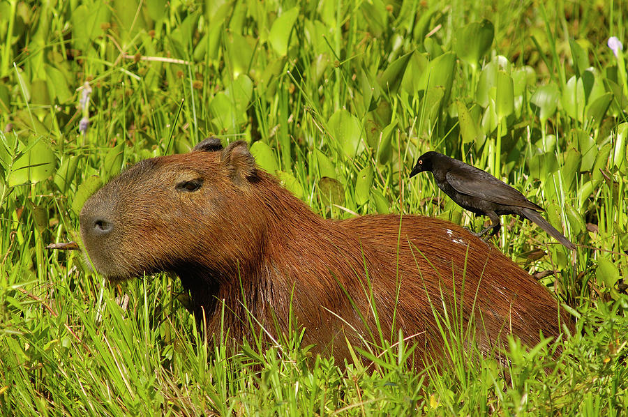 Capybara and Smooth Billed Ani Photograph by Pete Oxford