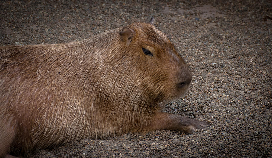 Capybara Photograph by Bianca Nadeau