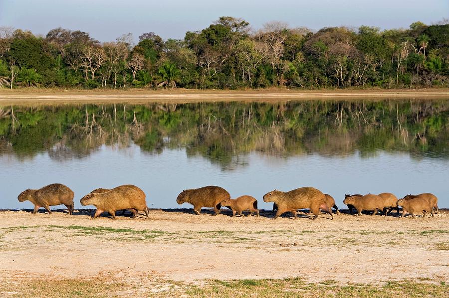 Capybara By A Lake Photograph by Science Photo Library Capybara By A Lake Photograph by Science Photo Library